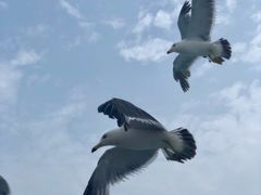 -海驴岛(荣成市)