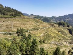-紫鹊界梯田景区