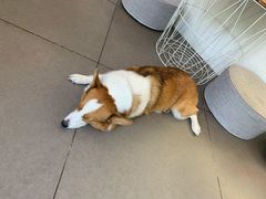-有猫主题·治愈系猫咖(曾厝垵店)