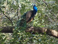 -瑞丽独树成林风景区