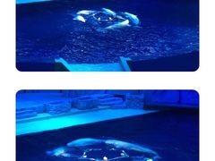 -珠海长隆海洋王国