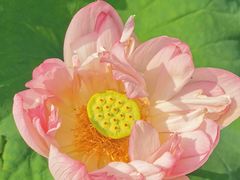 -陈家山荷花公园