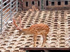 -北京鹿世界主题园