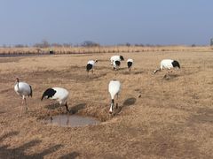-盐城丹顶鹤湿地生态旅游区