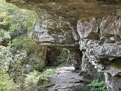 -天目山大树王景区