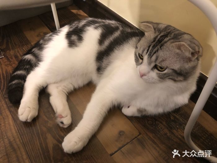 衔蝉猫咖图片 - 第184张