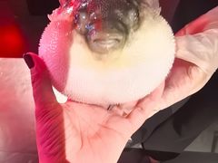 -肆月河豚·新淮扬菜·烤鸭(中关村店)