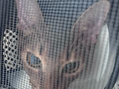 -纳吉亚猫专科动物诊疗中心(蒋宅口分院)