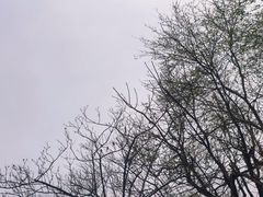 -诗经里
