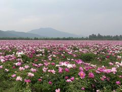 -唐指山风景区