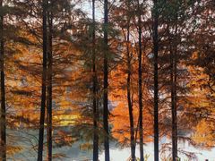 -重庆彩云湖湿地公园