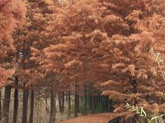 -溱湖国家湿地公园