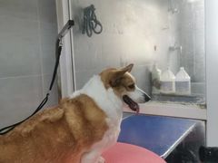 -宠福鑫康馨动物医院·骨科·眼科