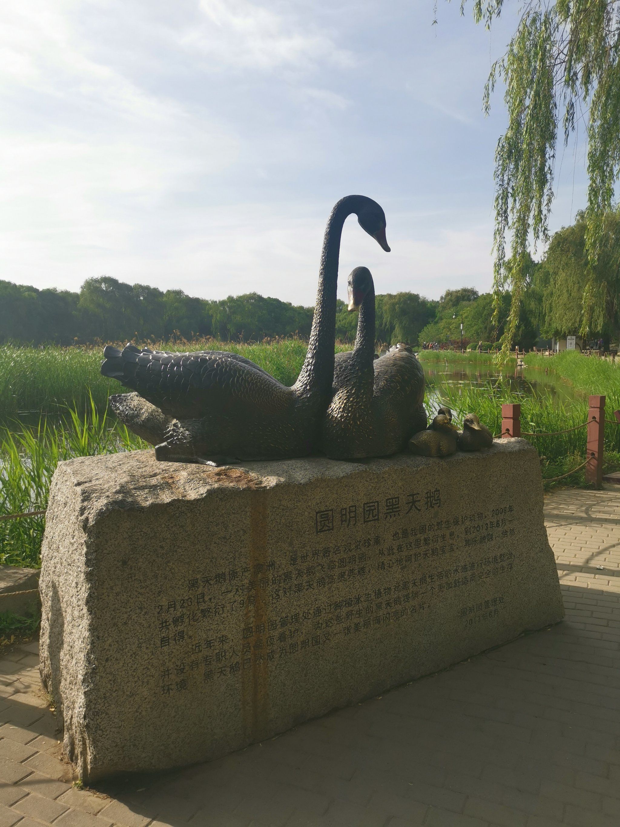 圆明园遗址公园·长春园·黑天鹅(1)