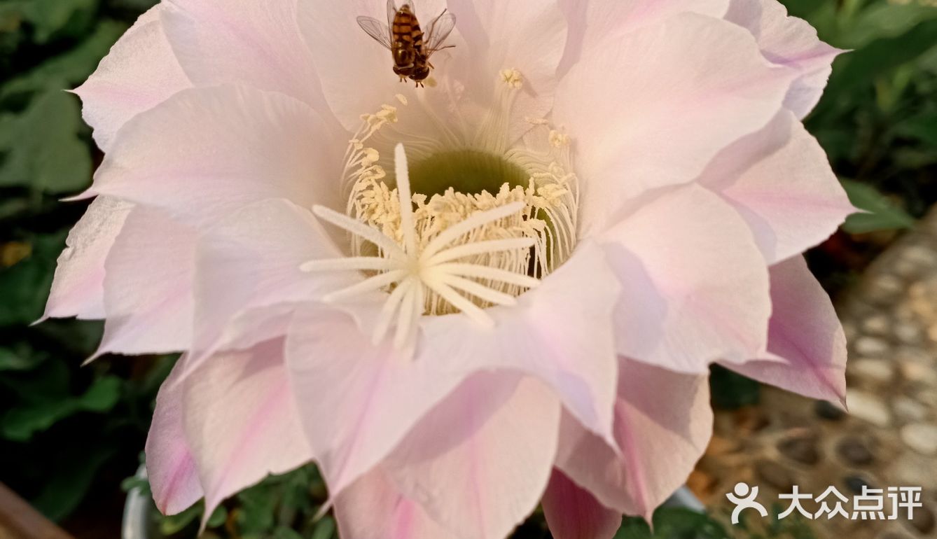 金琥之花