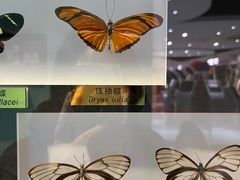 -上海昆虫博物馆