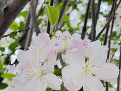 -海棠花溪(元大都城垣遗址公园)