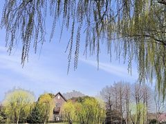 -顾村公园