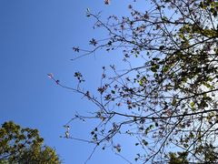 -广州市流溪河国家森林公园