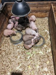 -酷嗒动物文化乐园(cutezoo西溪乐天城店)