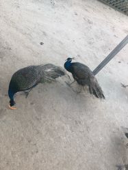 -萌宠亲子动物乐园(槐房万达店)