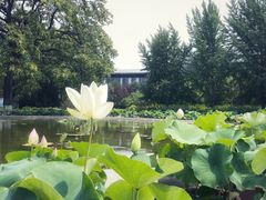 -莲花池公园