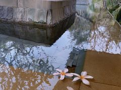 -日落吧·海景咖啡厅·餐酒吧·鸡尾酒·下午茶·乐队表演·浪漫夕阳·三亚文华东方酒店