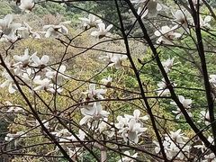 -广州市白云山风景名胜区