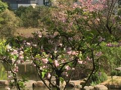 -新湖明珠城