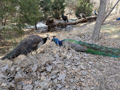 -北京麋鹿生态实验中心