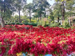 -松山湖梦幻百花洲