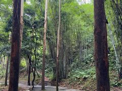 -黄埔油麻山森林公园