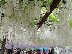 -嘉定紫藤园