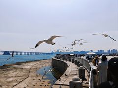 -星海湾跨海大桥