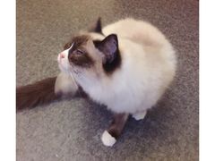 -猫色咖啡·猫咖