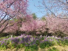 -上海海湾国家森林公园