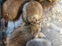 -昆明大悦城未来动物城(螺蛳湾中心店)