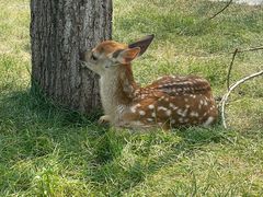 -北京鹿世界主题园