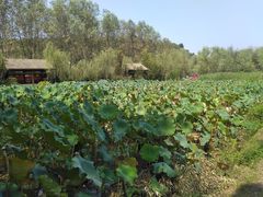 -渭南桃花源民俗文化园