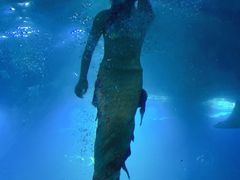 -海棠湾洲际-涛·海底餐厅·美人鱼·自助餐·海底隧道