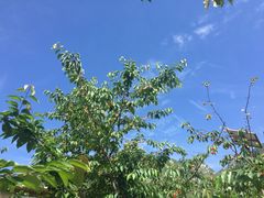 -萝卜寨羌文化生态旅游区