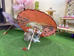 -白兔子密室(长寿路店)