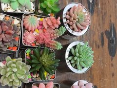 -小瑞厨房·贵州菜·番茄鸡(恒峰步行街店)