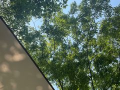 -东平国家森林公园