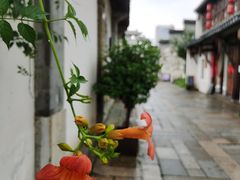 -青果巷历史文化街区