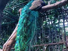 -呀路古热带植物园