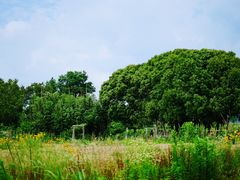 -田园东方蜜桃村的田野营地