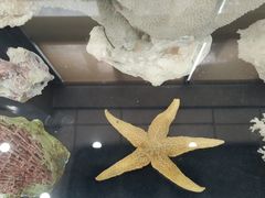 -上海海洋大学鱼文化博物馆(军工路校区)