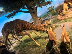 -国家自然博物馆