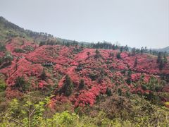 -木兰云雾山